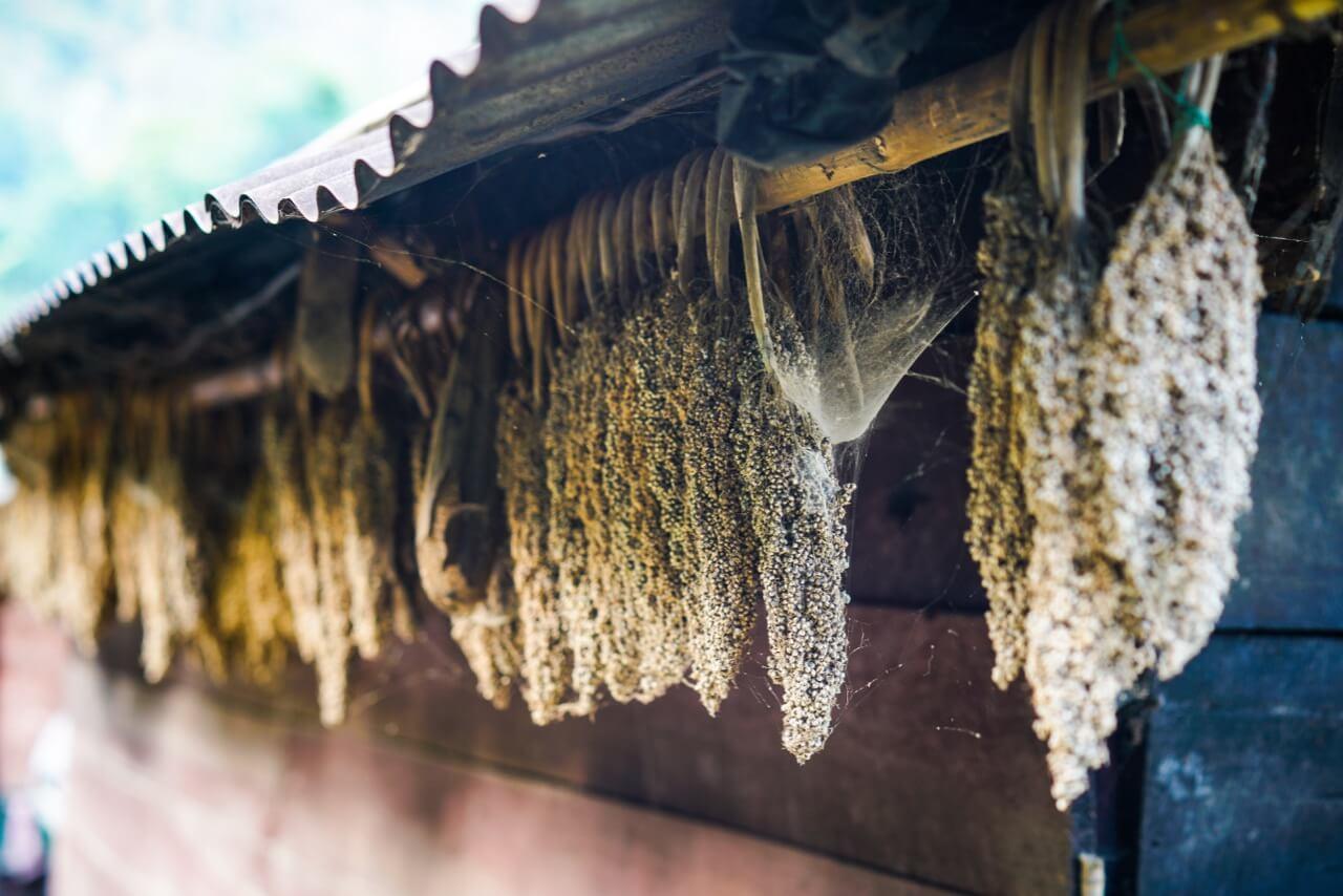 Millet hanging to dry under an eave 