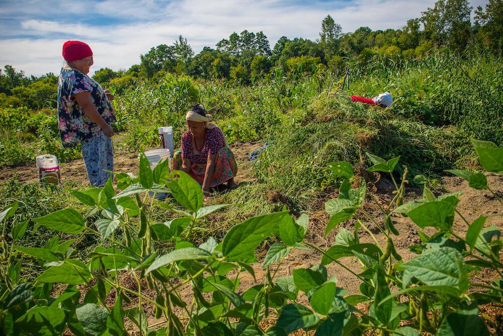 Two farmers in the field as part of the New Farms for New Americans program