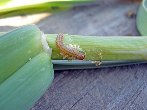 European corn borer on garlic