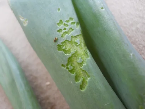 Leaves with feeding damage