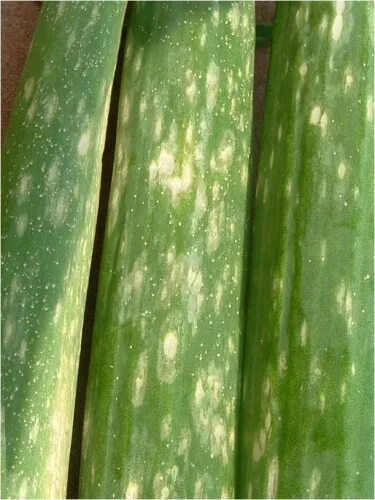 Botrytis on a leaf
