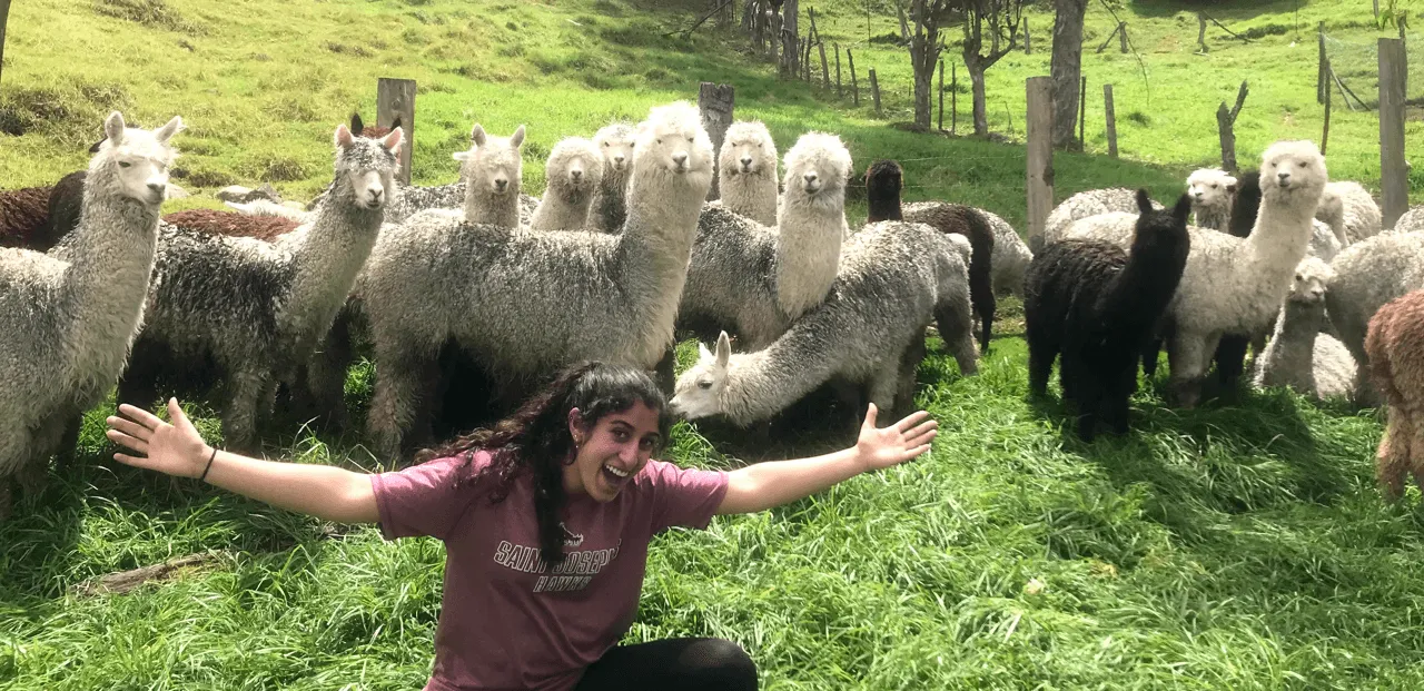Girl with a herd of Alpaca