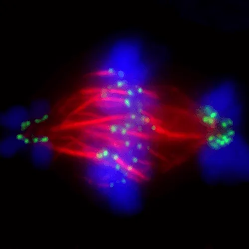 Cell division