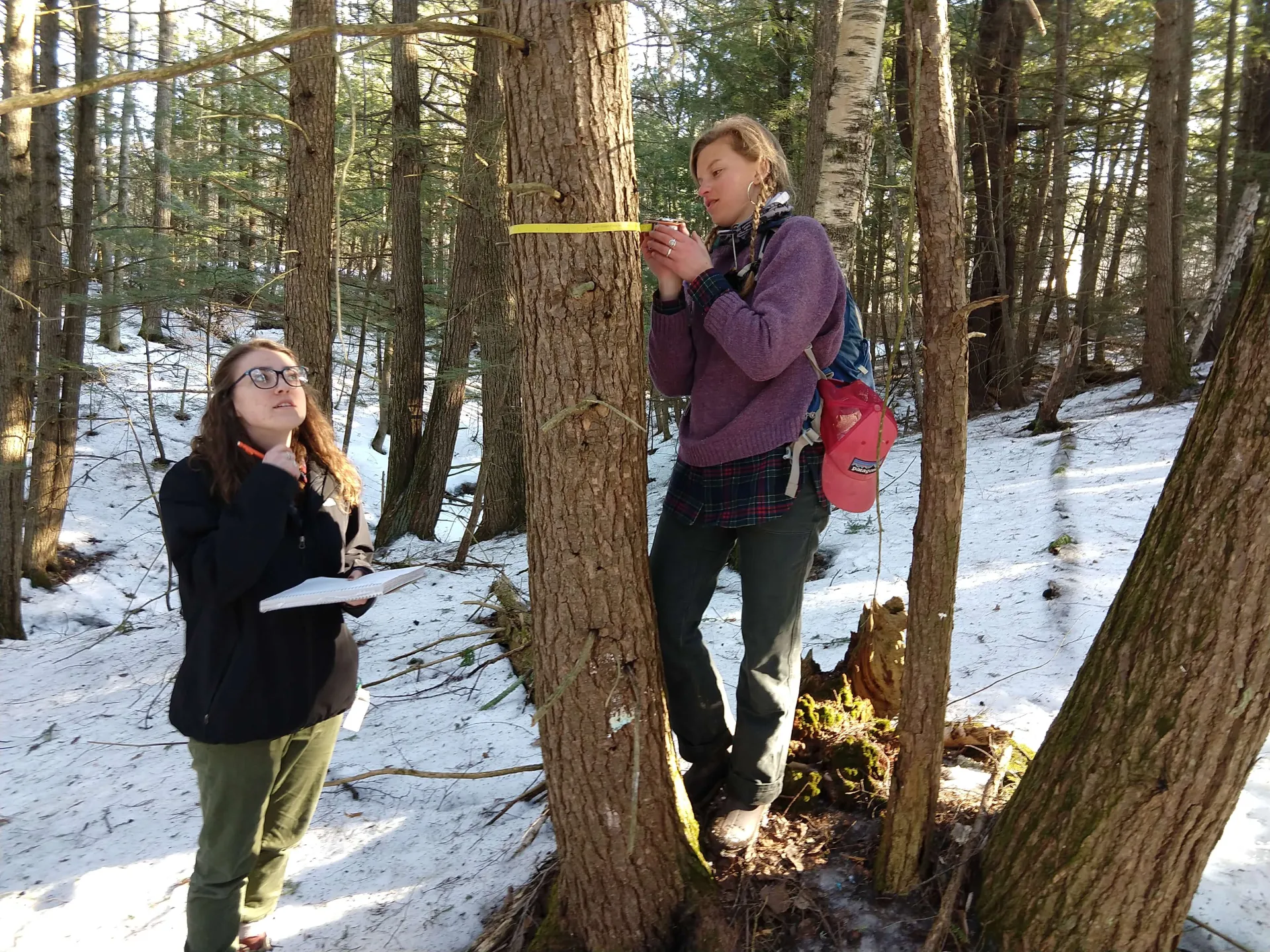 students measuring a tree