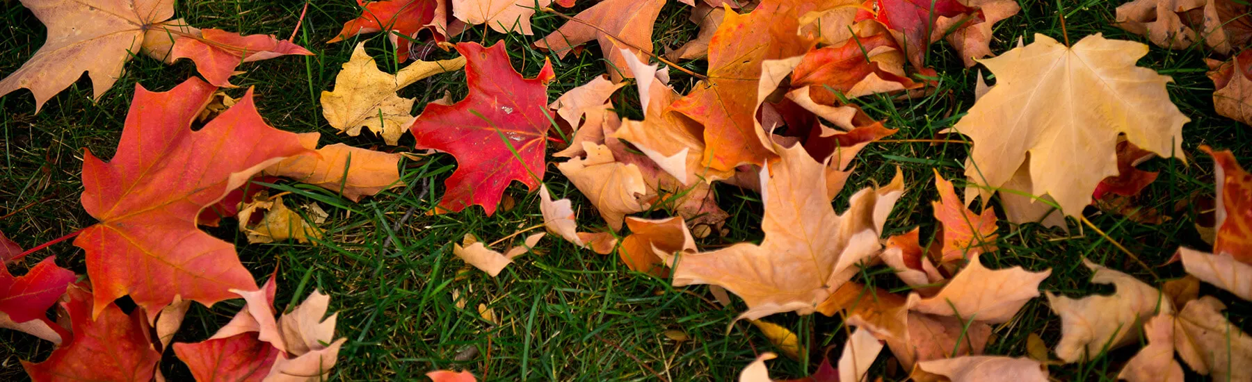 A collection of various leaves scattered across the ground