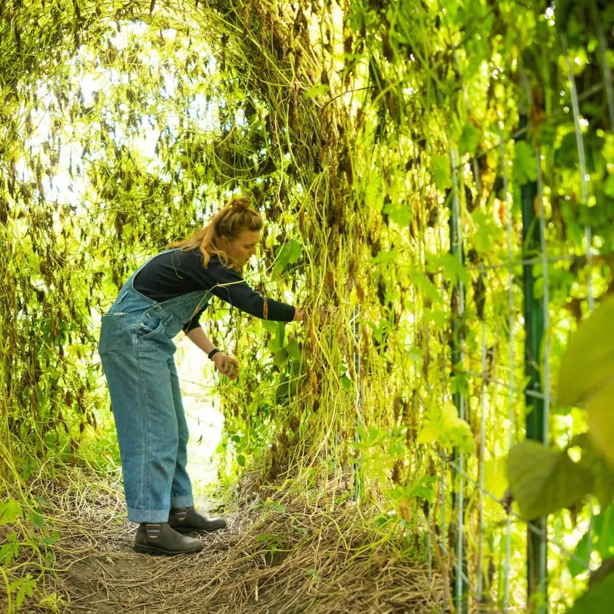 UVM student in blue overalls standing in a tunnel of green vines. 