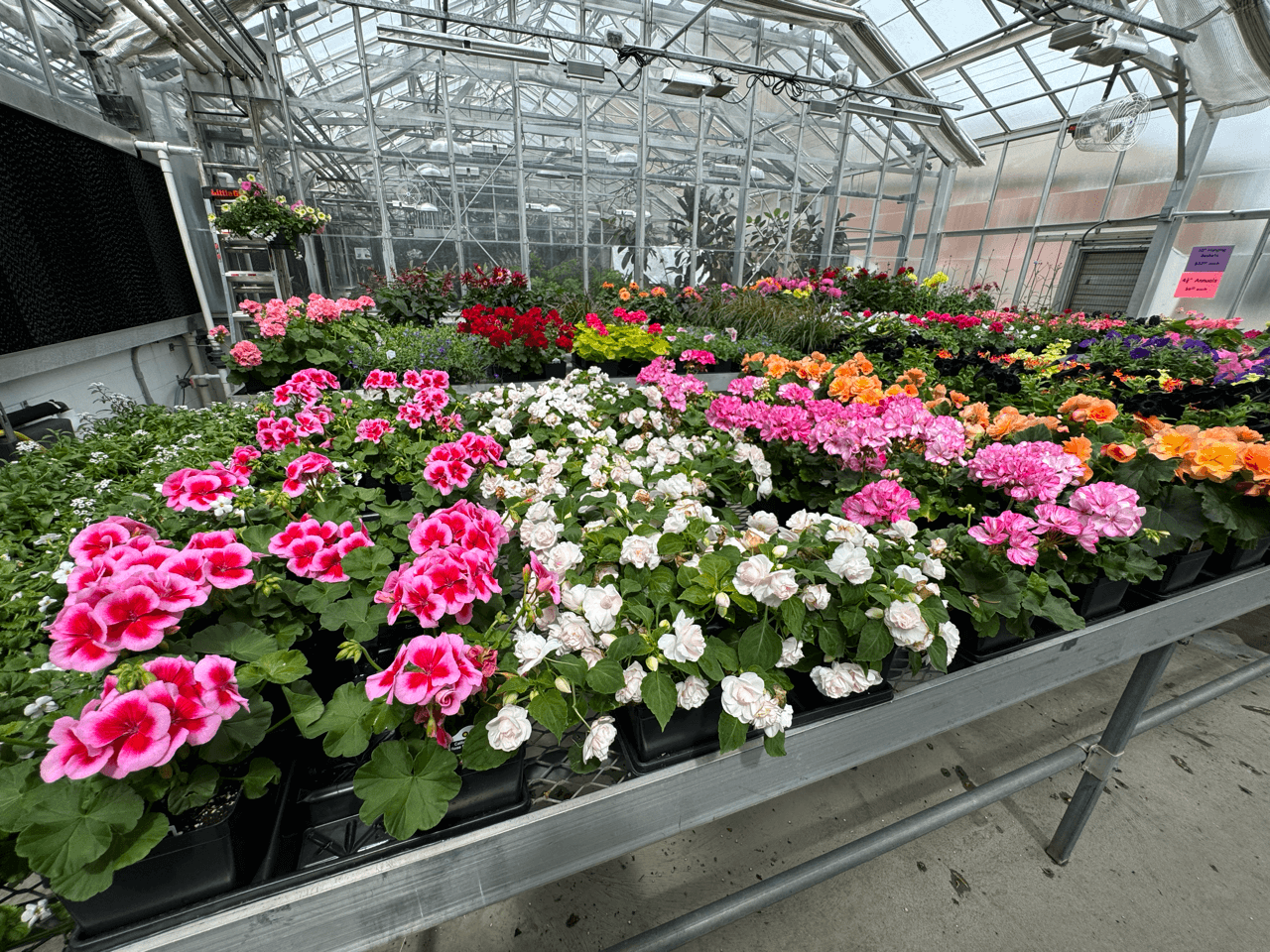 Greenhouse filled with flowers