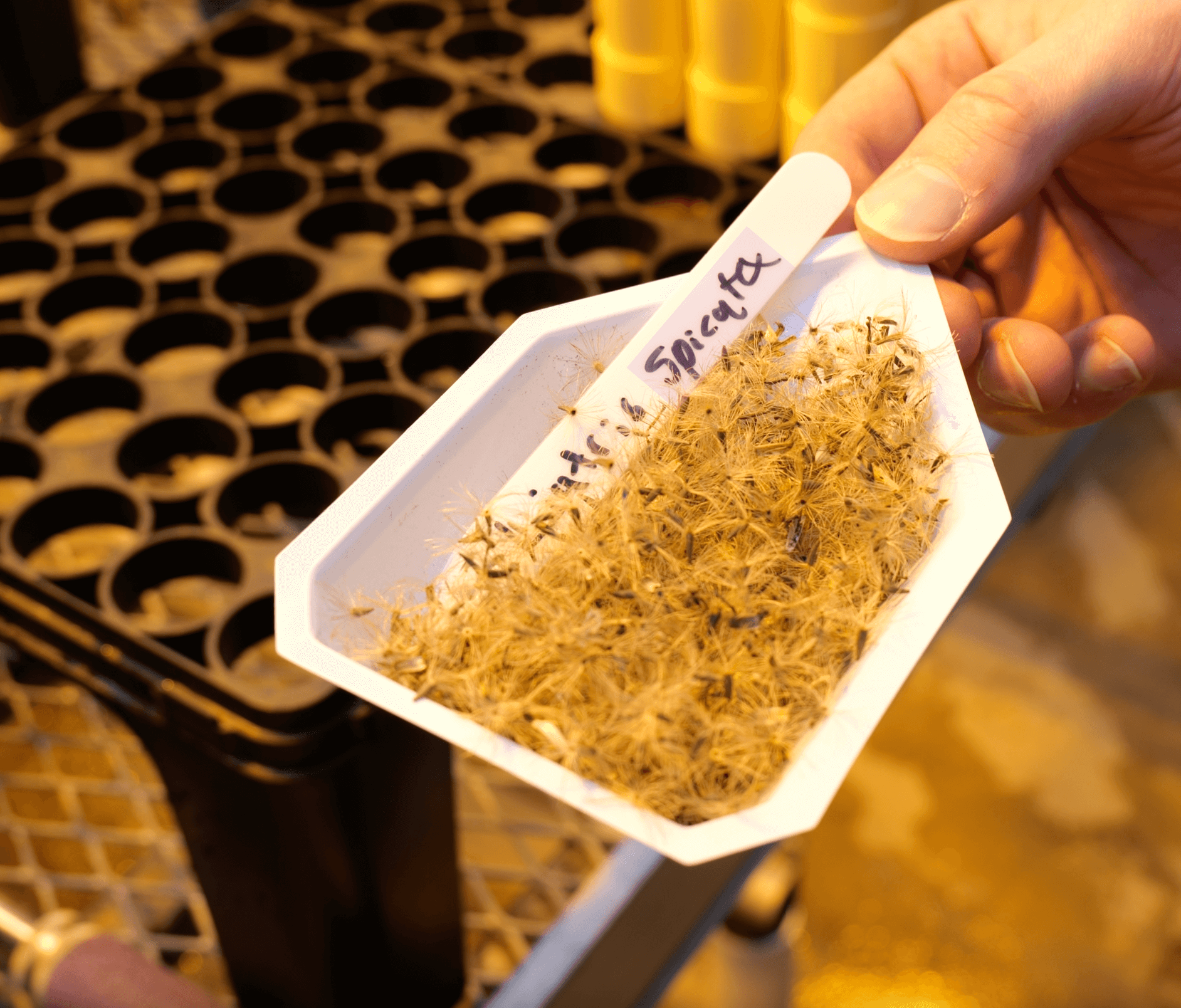 Close up of seed research