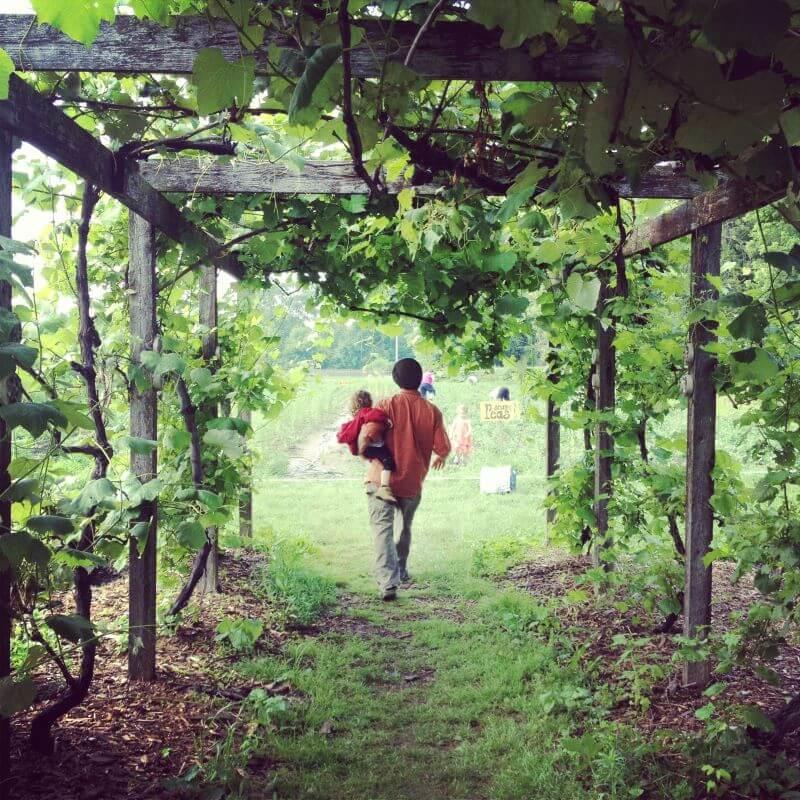 Parent carries a small child through a structure covered in grape vines at the intervale
