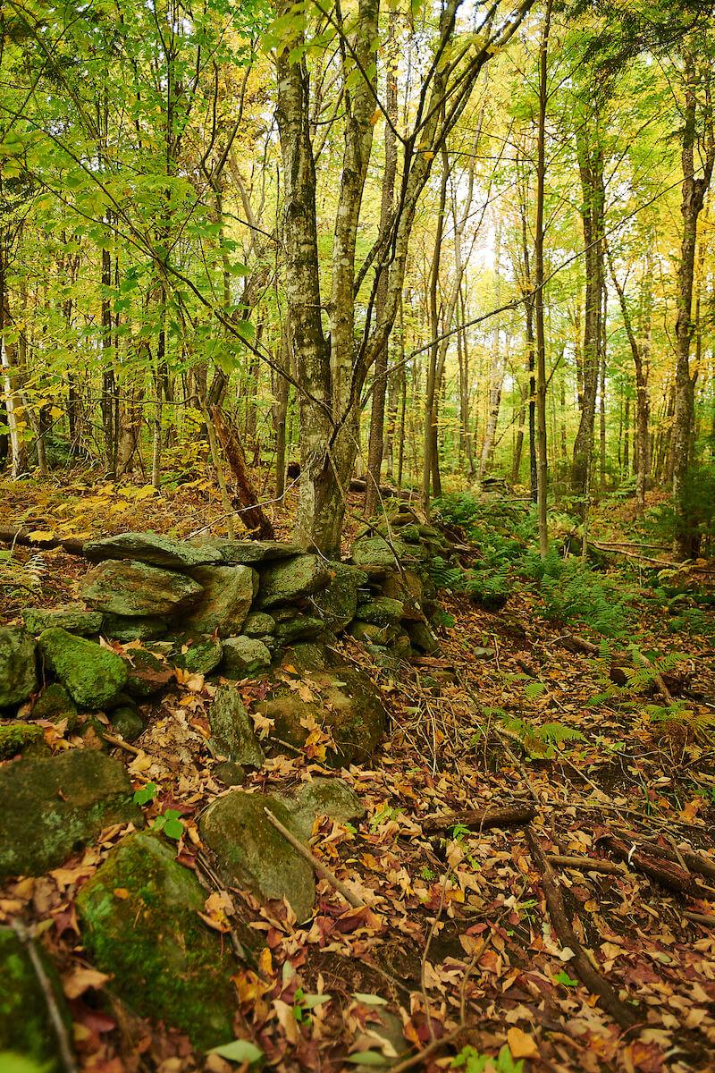 A detailed photo of trees and rocks in a forest