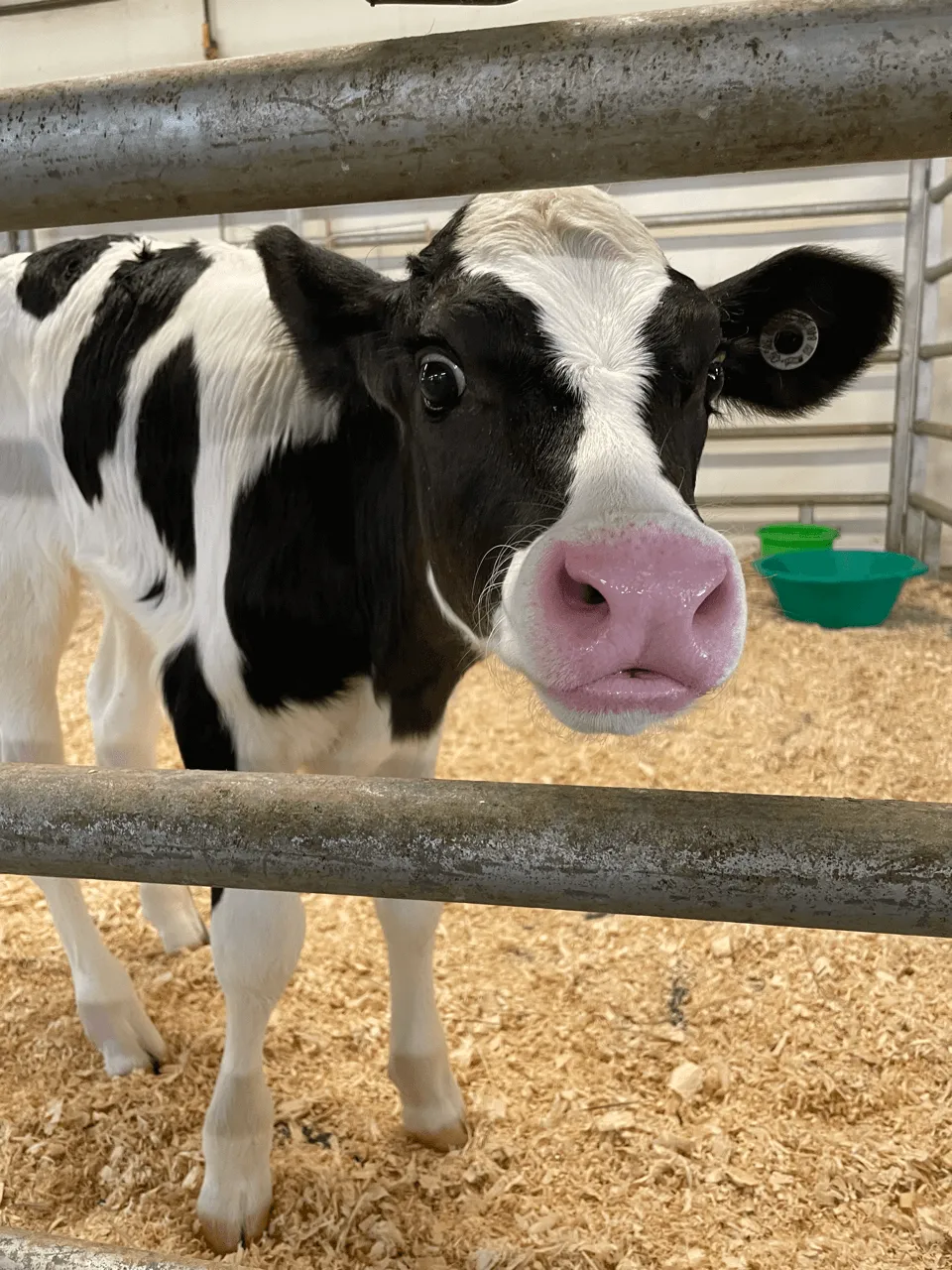 Happy calf in barn