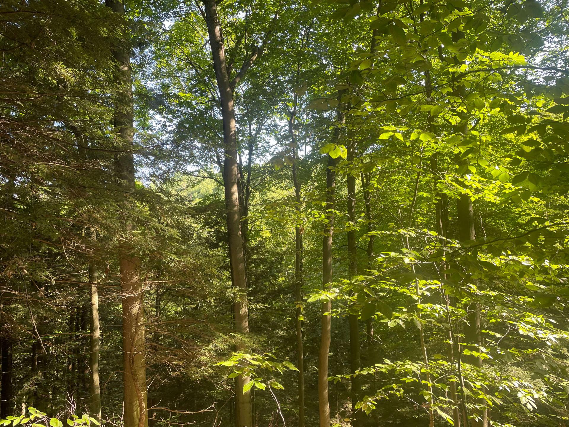UVM Research Forest