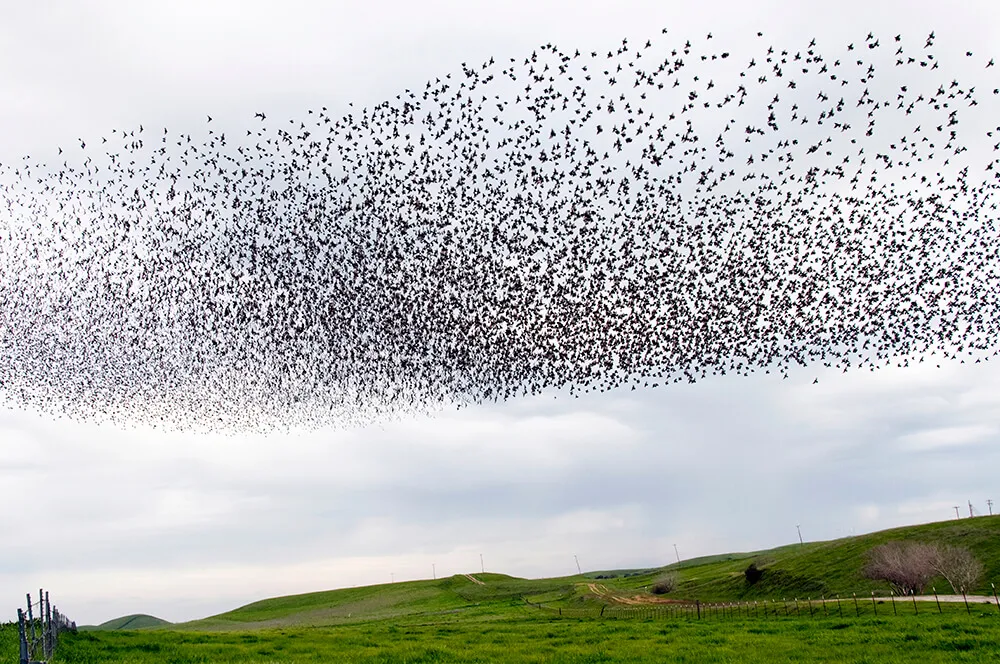 a murmuration of starlings in the sky over a green landscape