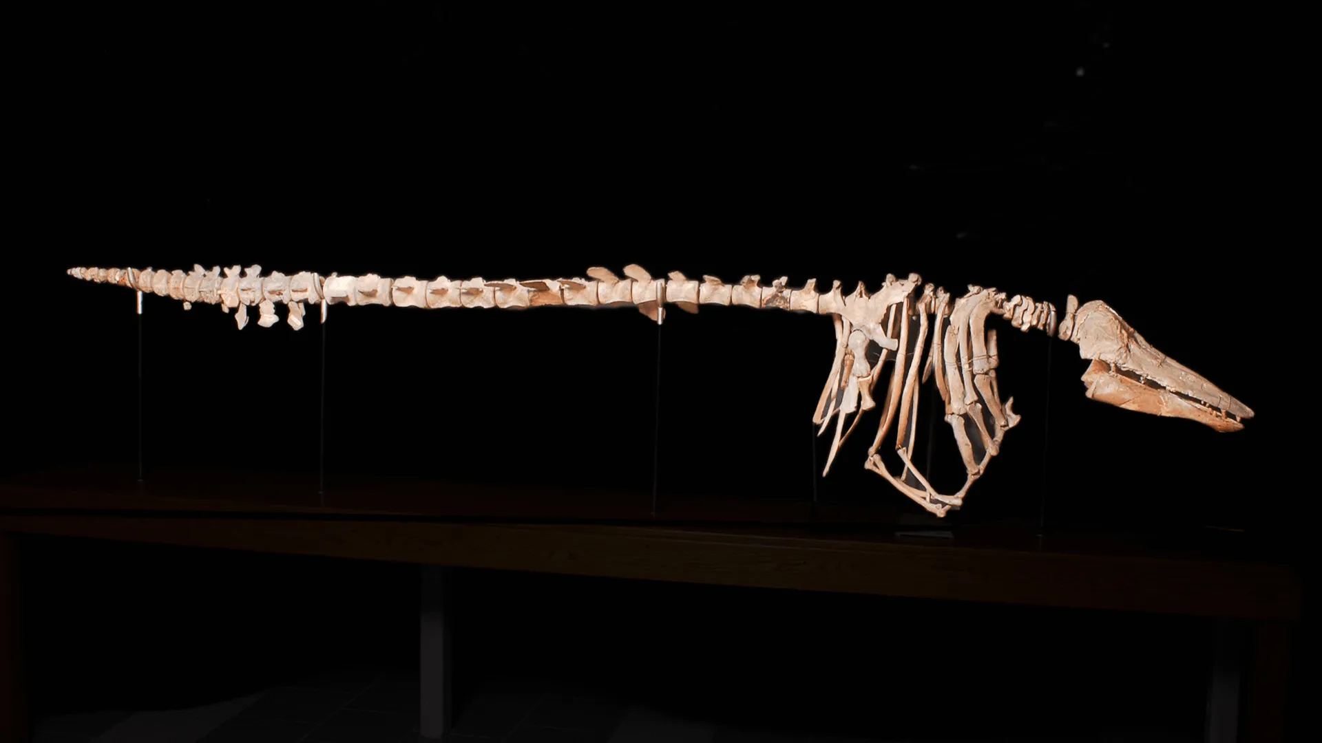 Whale Skeleton