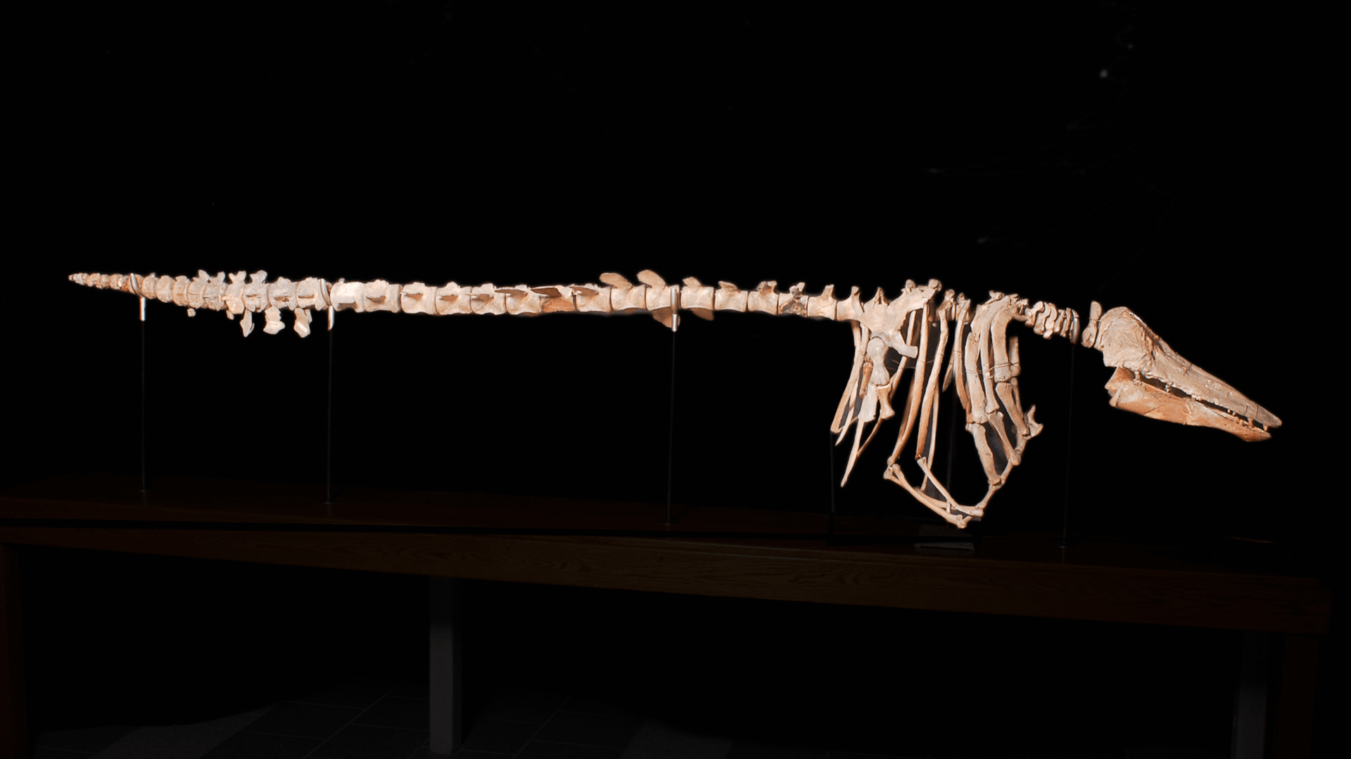 Whale Skeleton