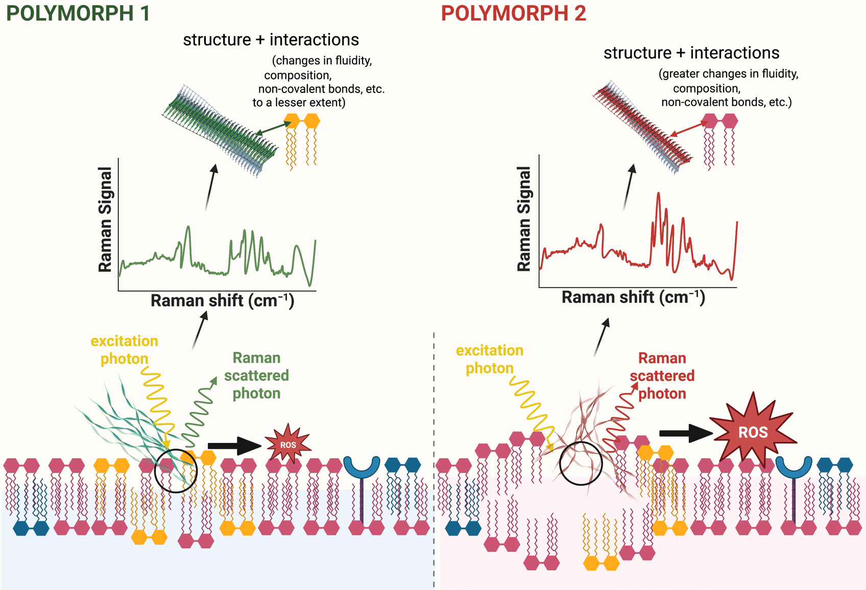 Image showing the use of Raman spectroscopy to evaluate the structure of amyloid- polymorphs and their interactions with cell membranes.
