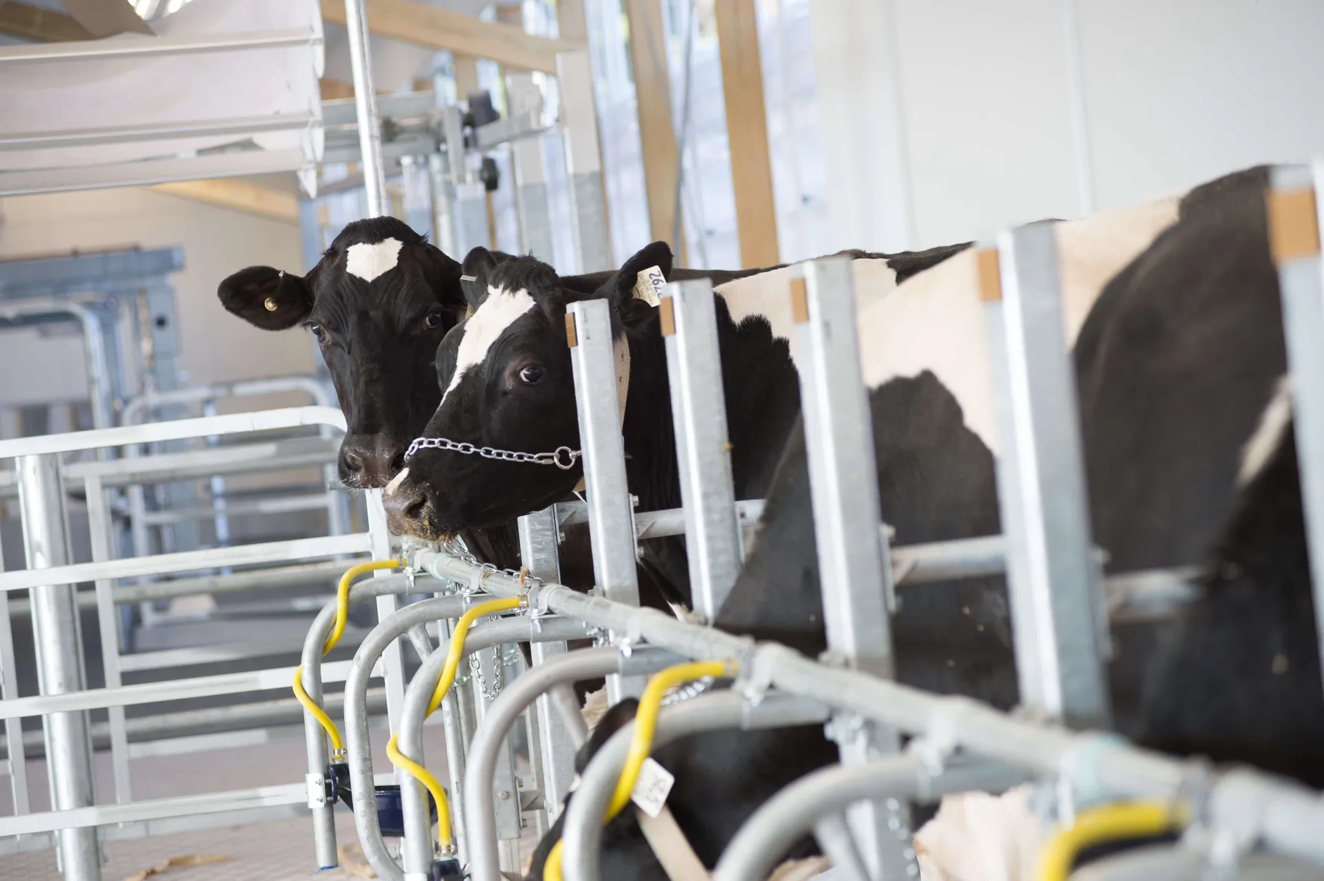 Cows in pens