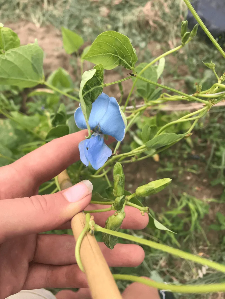 Pea with blue flower