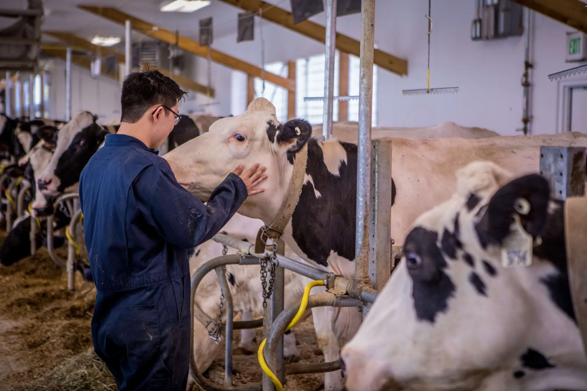 Young man cares for cow in barn