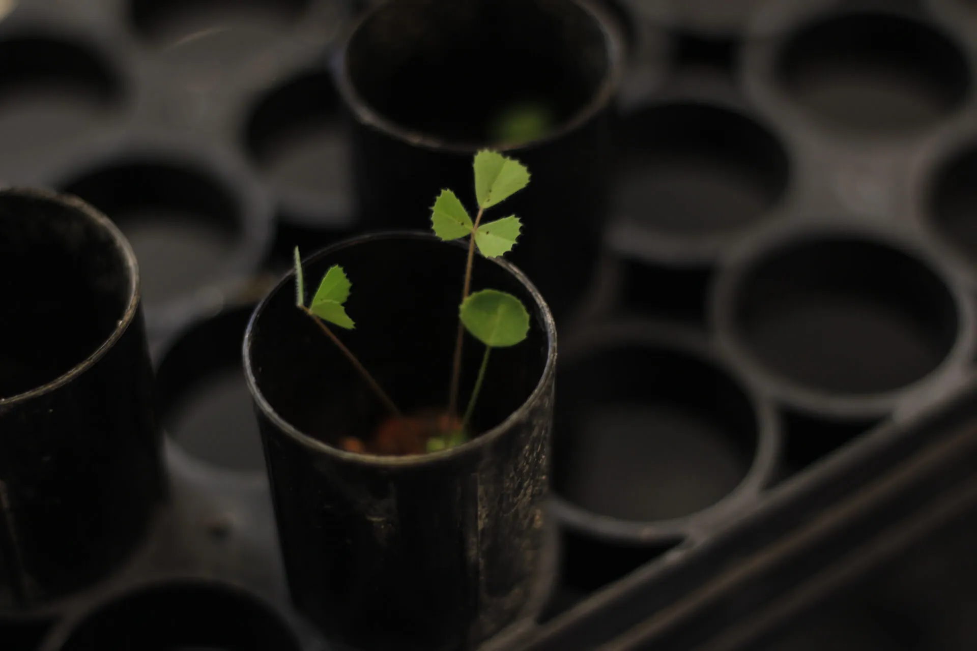 Plant for study