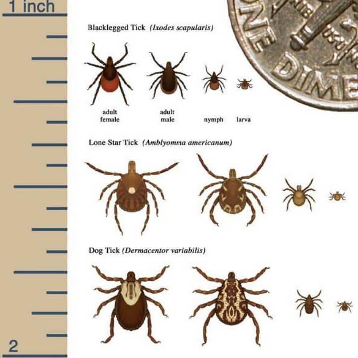 Different kinds of ticks beside a dime and a 1-inch ruler