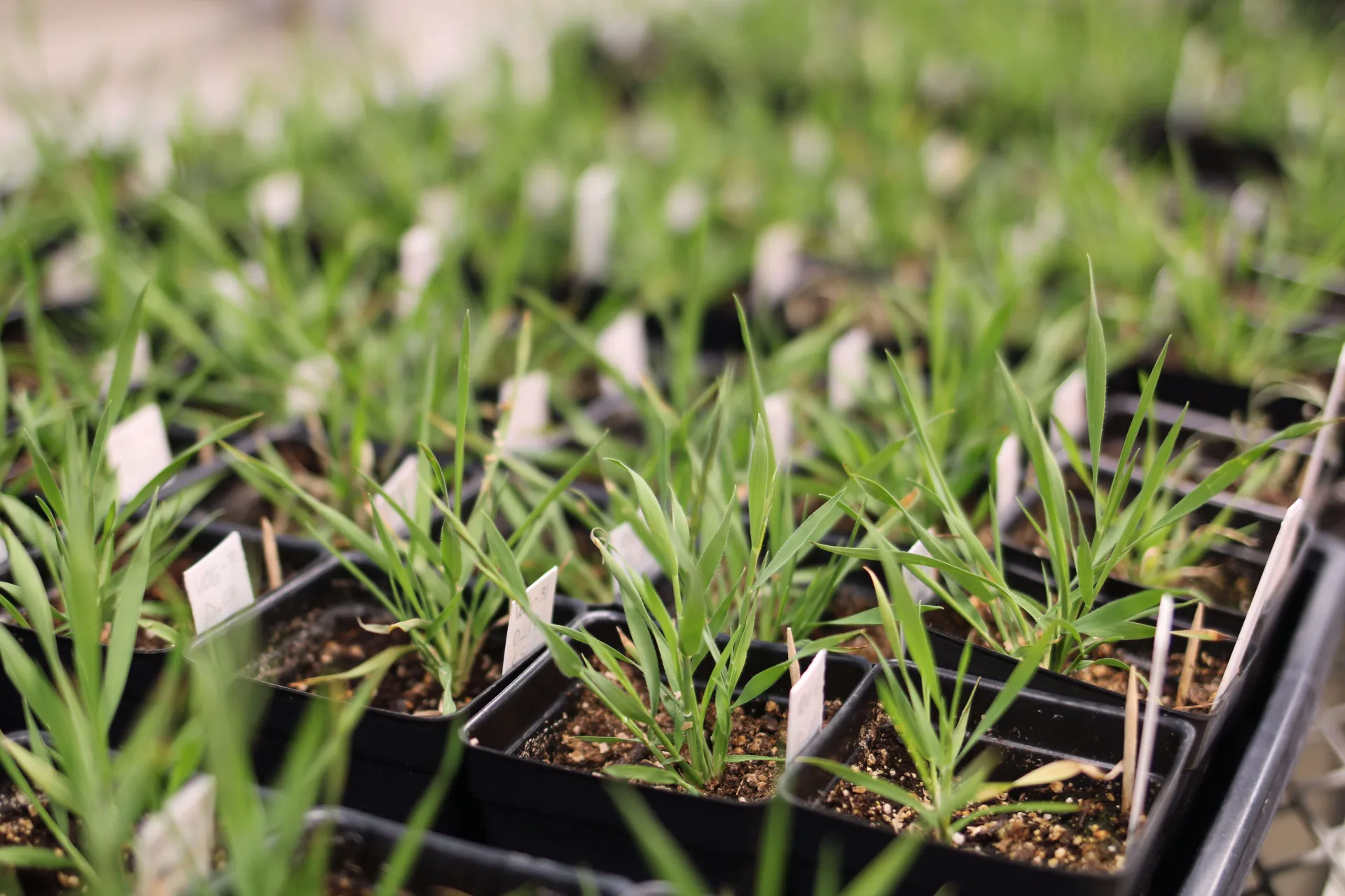 Image of research plants on table 