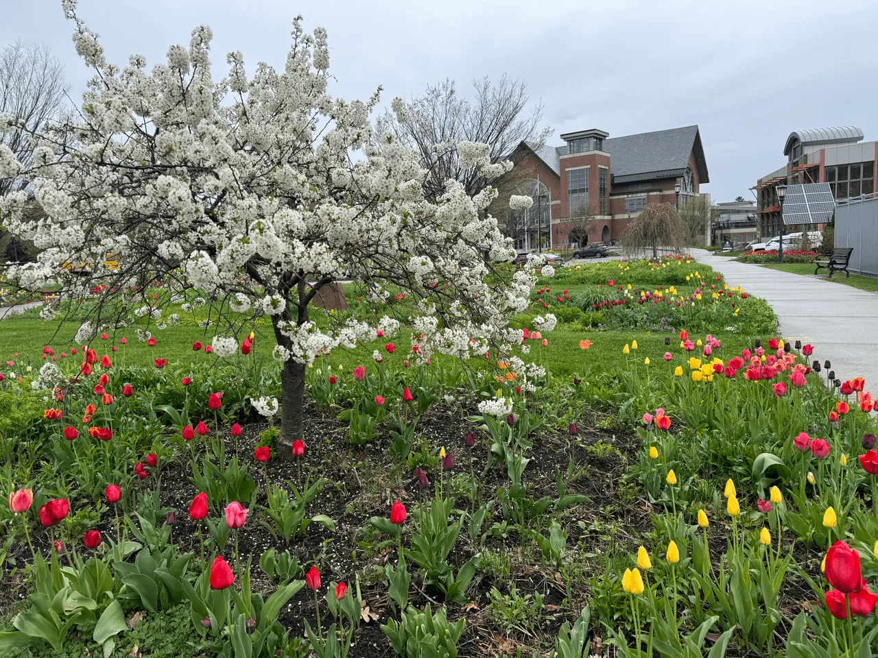 UVM Campus gardens with daffodils and tulips