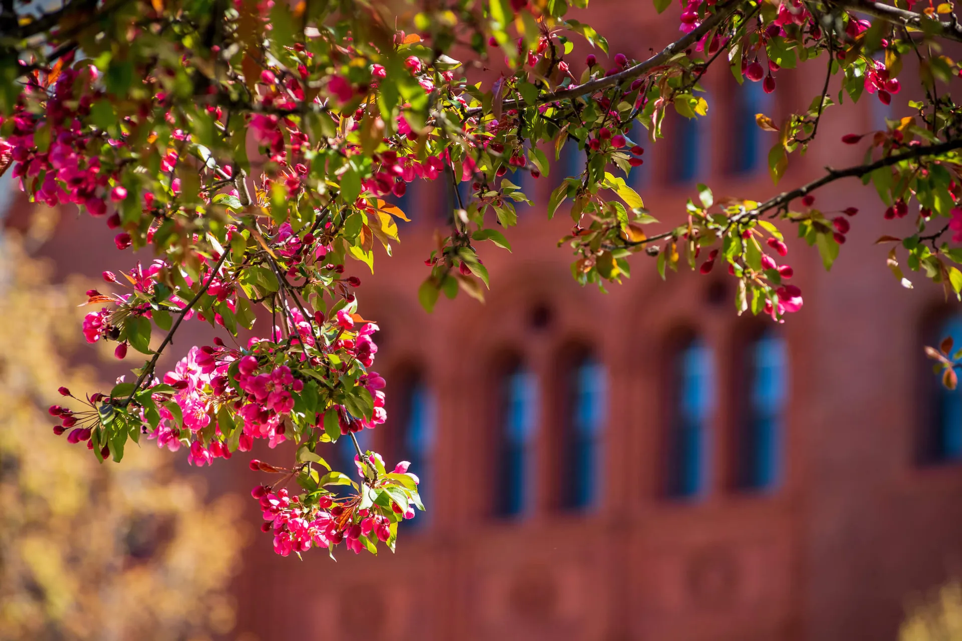 Springtime blossoms on the UVM green