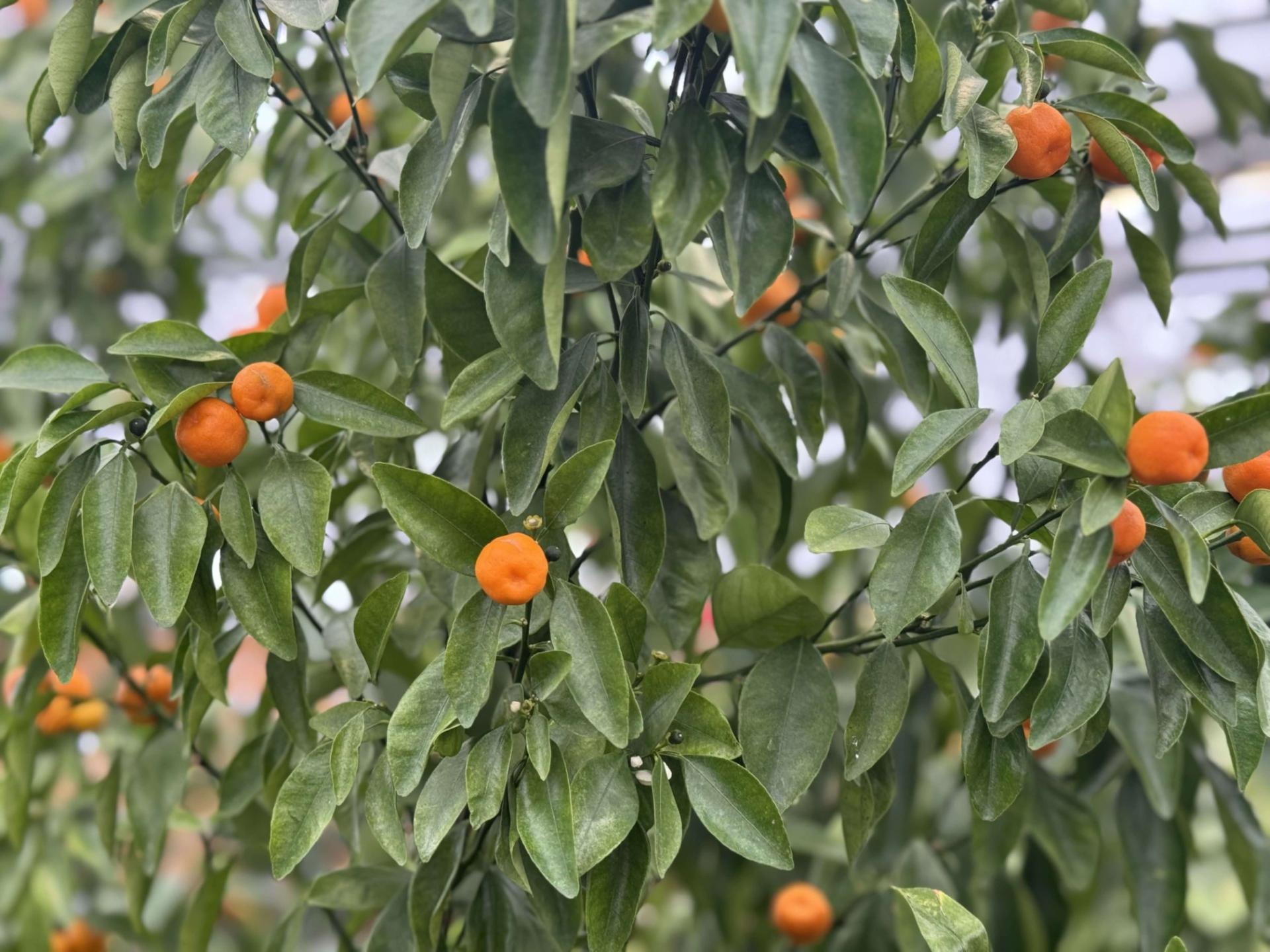 calamondin orange tree