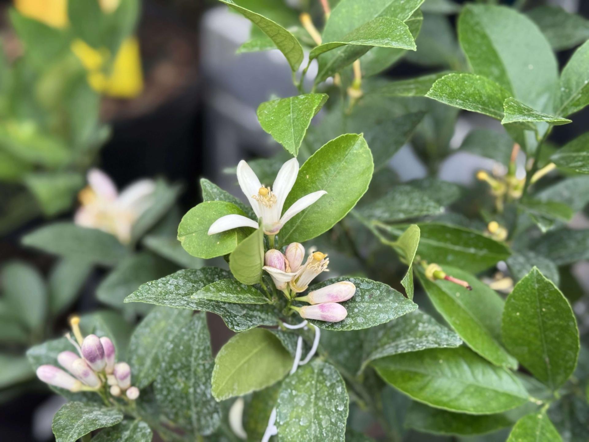 citrus blossoms
