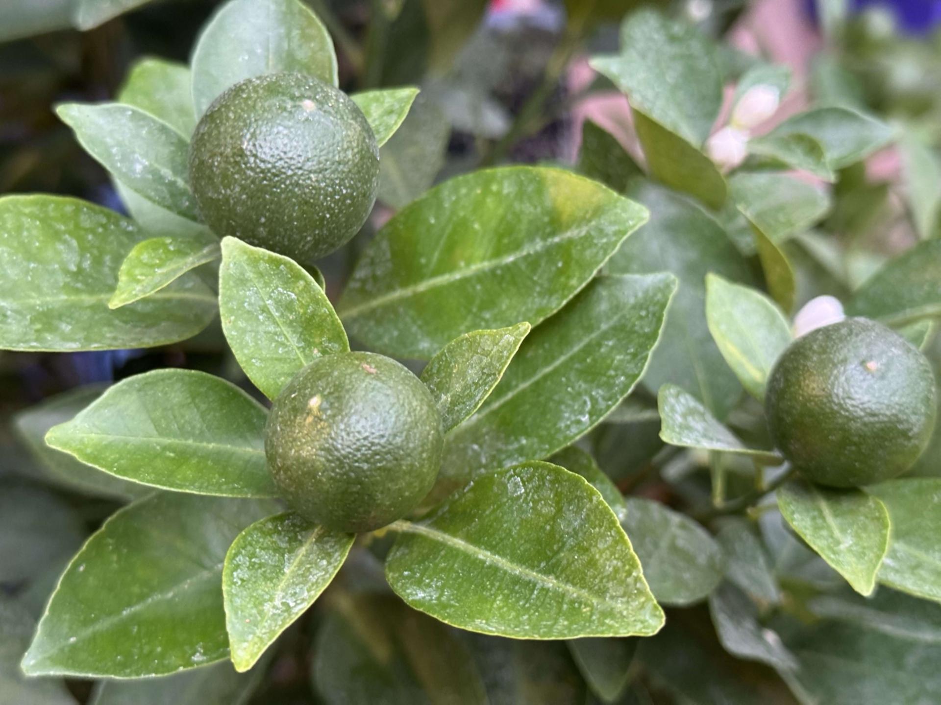 several green, round citrus fruits on a tree
