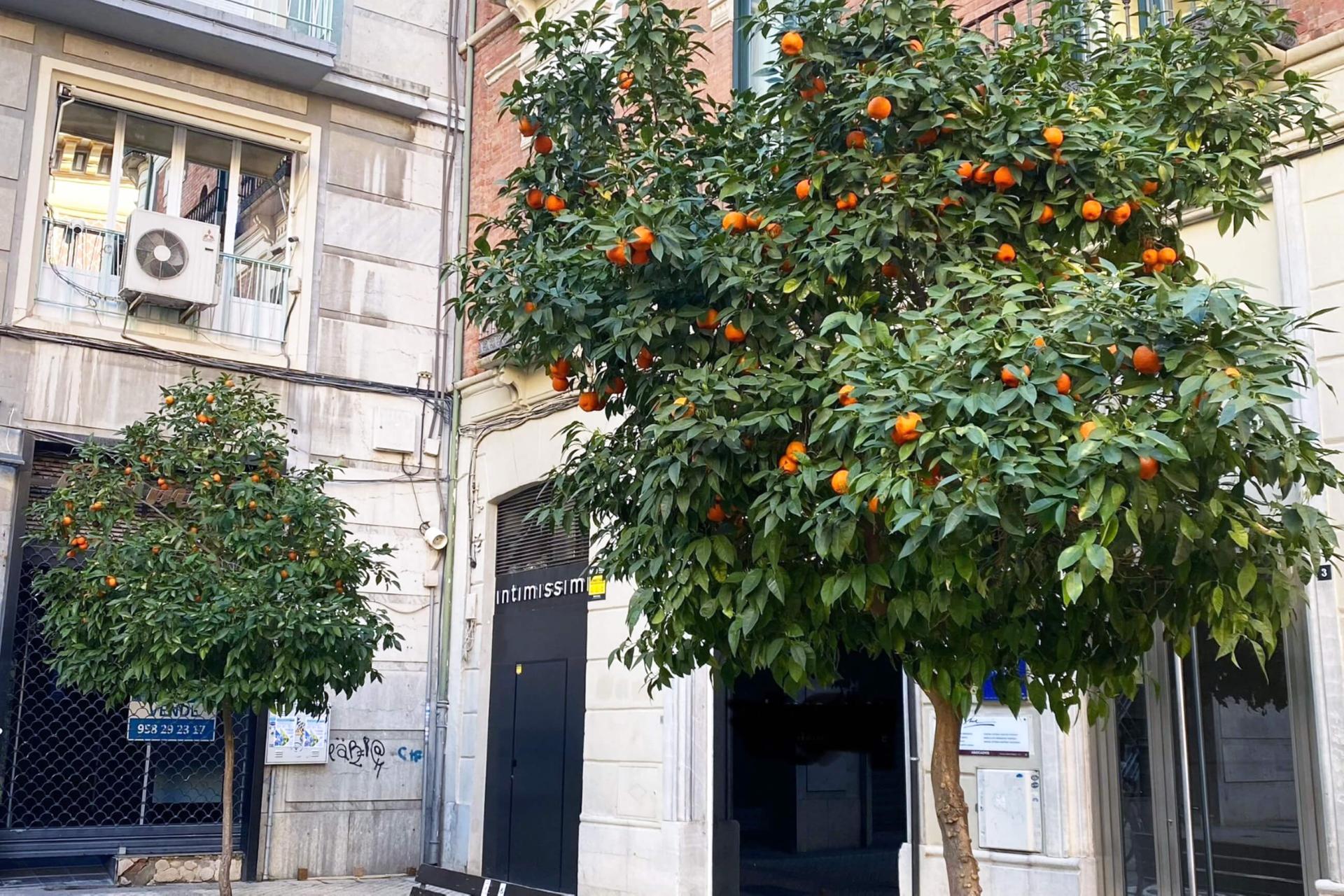 citrus tree outdoors in an urban setting