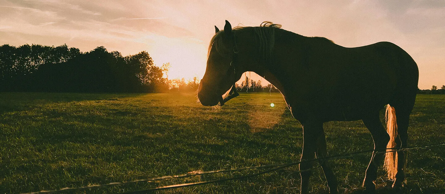 a horse standing in a field at sunset