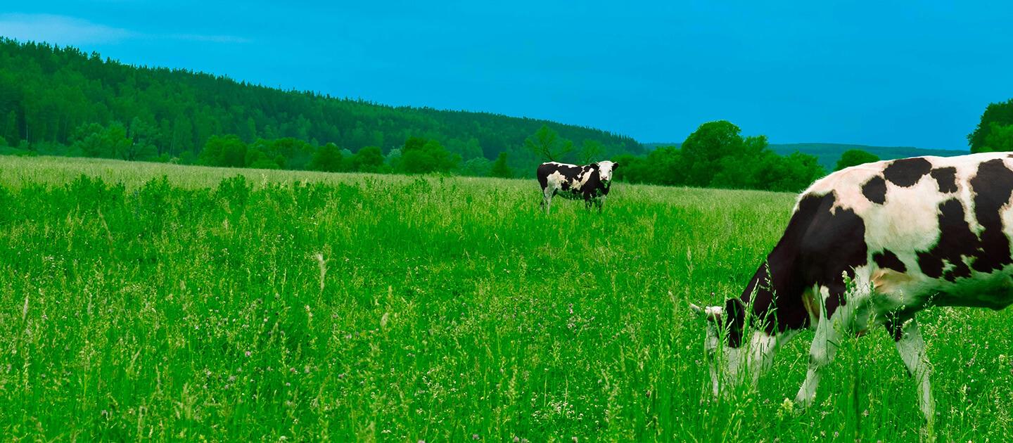 two cows grazing in a vast green field