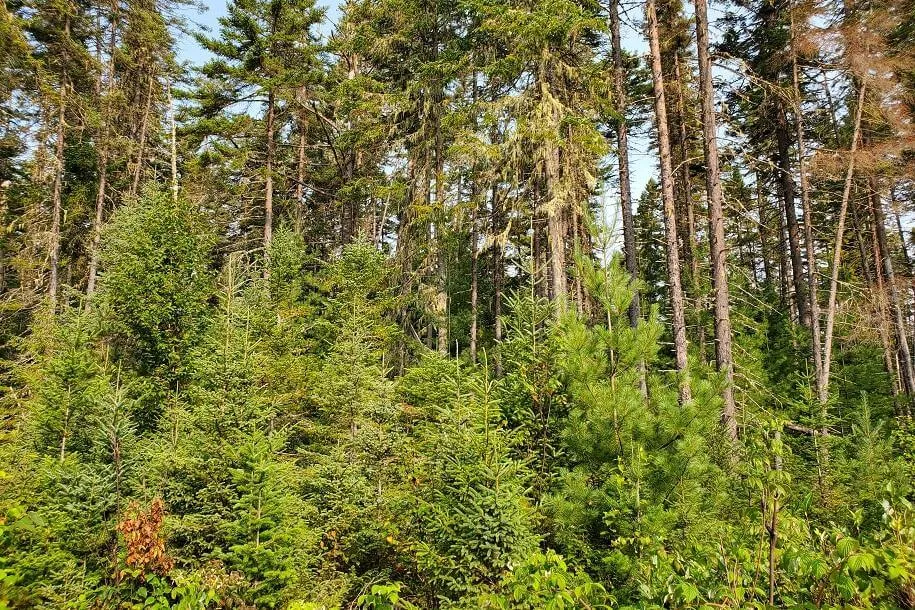 Regeneration growth in a forest