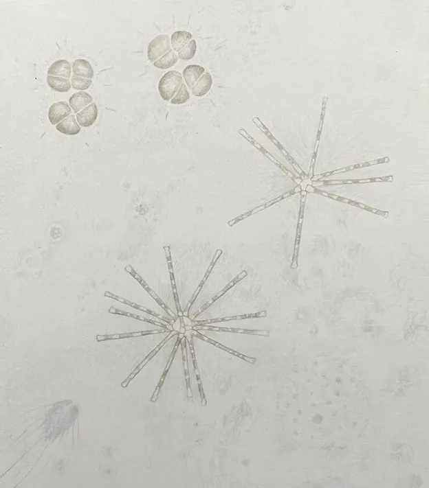Microscopic Samples