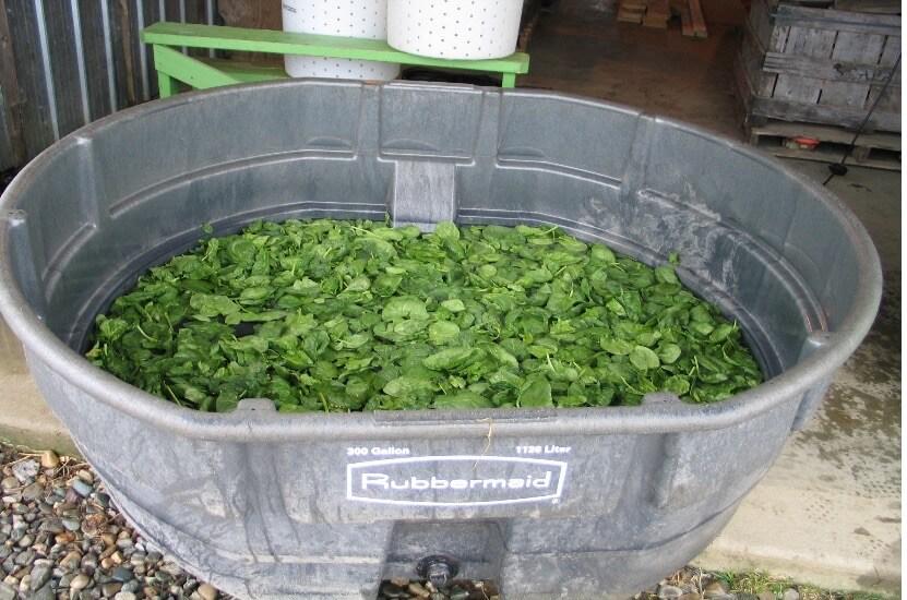 dunk tank filled with water and leafy greens