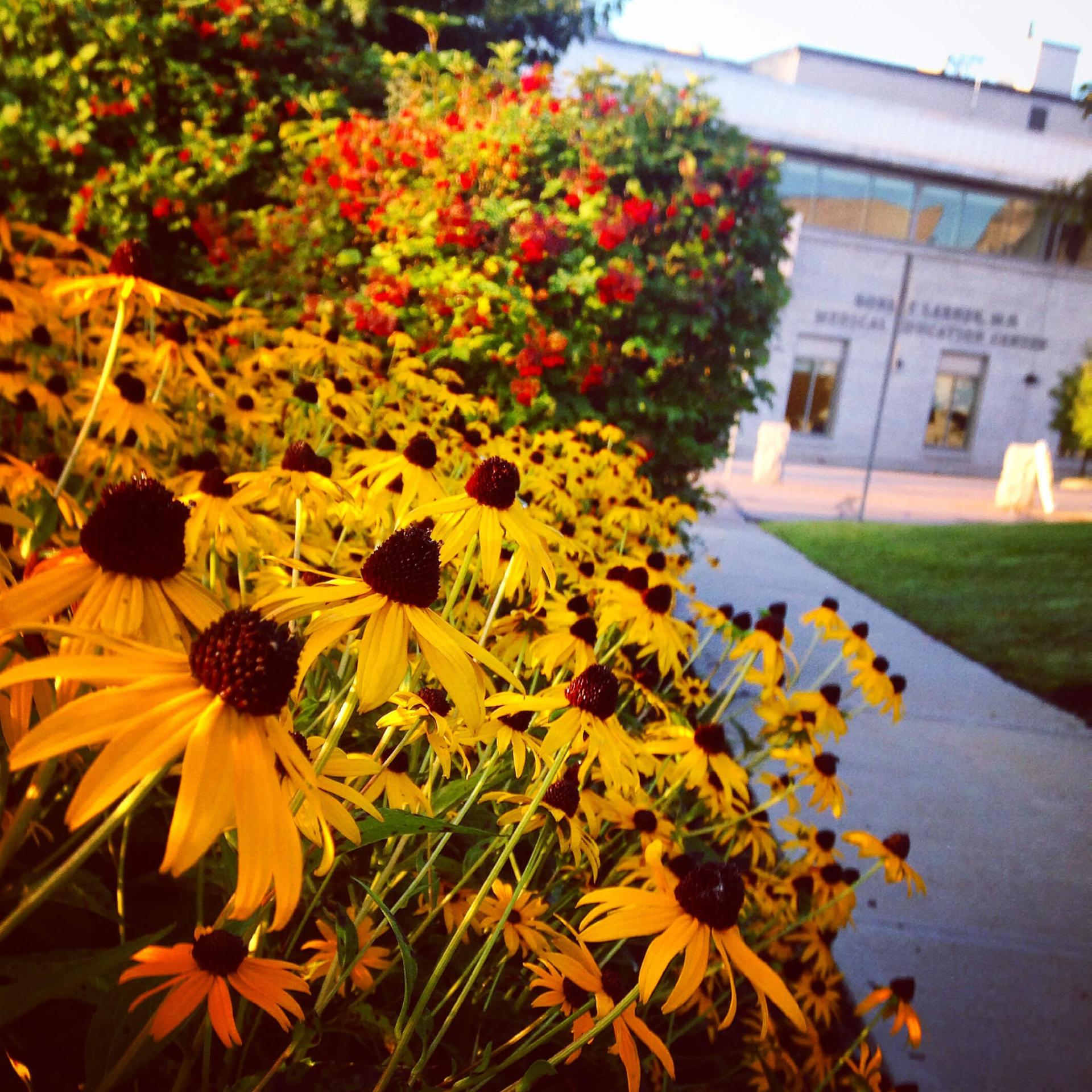 Flowers outside a Larner College of Medicine building