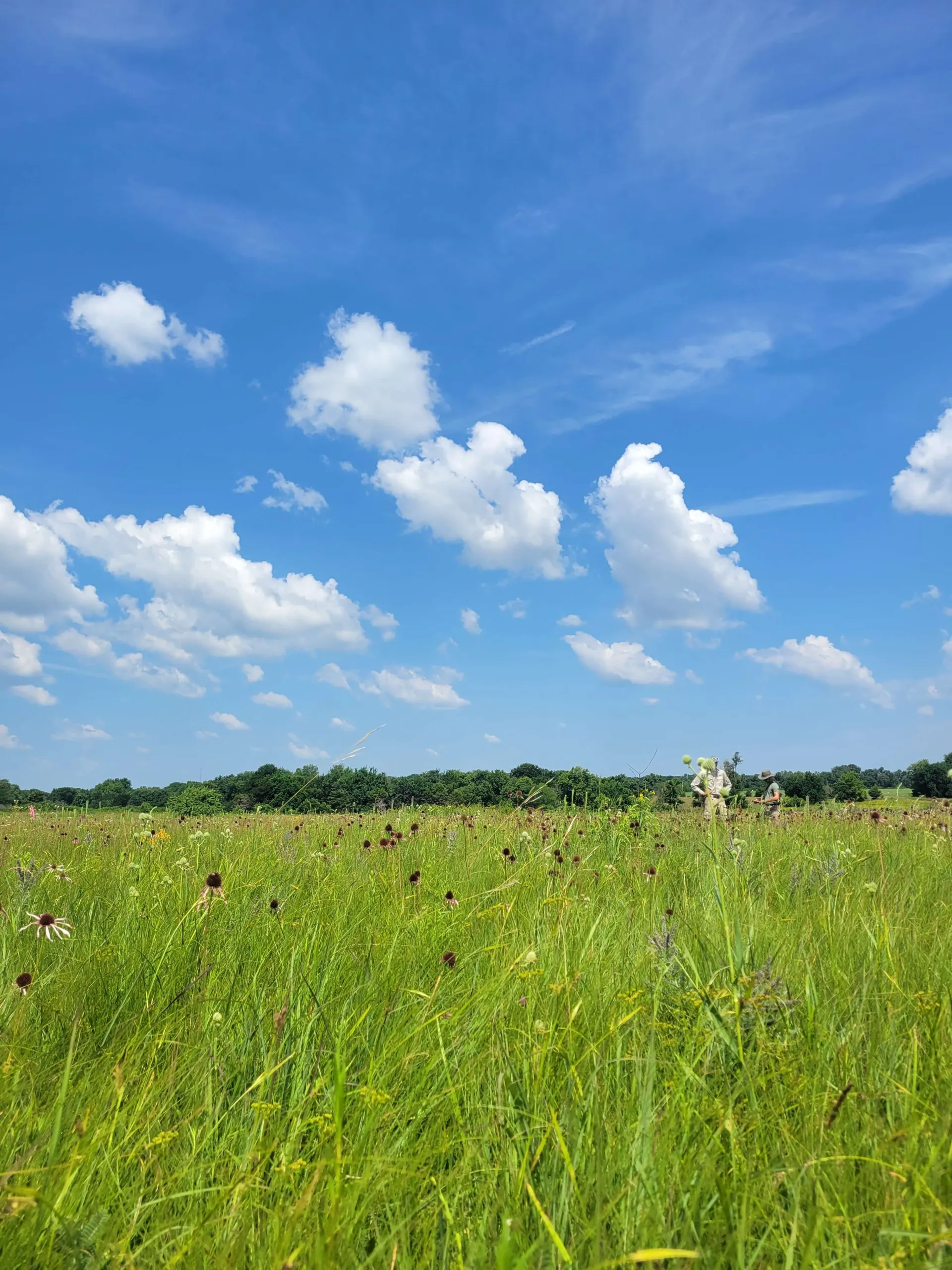 Field of green grass with blue cloudy sky above