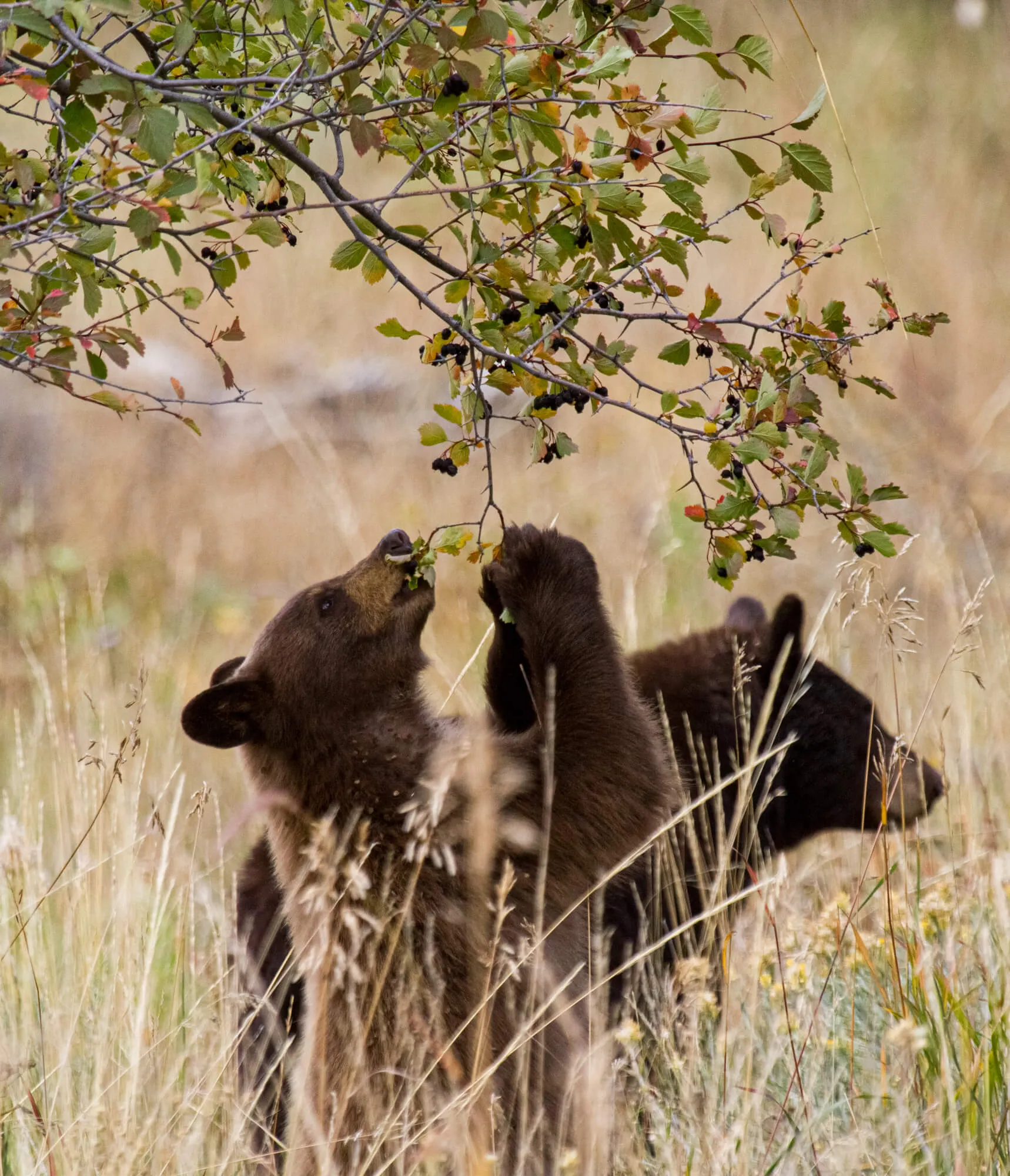 Bears eating berries off a bush