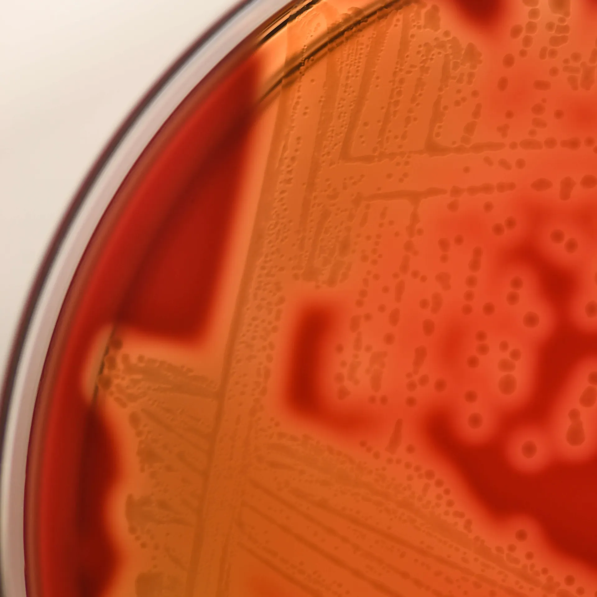 Bacteria growing on petri dish 