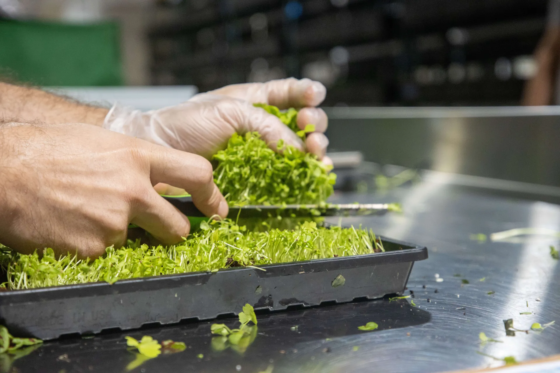 Closeup of a microgreens tray and hands. Gloved left hand grasping microgreen shoots as their bases are cut with a knife in the right hand.