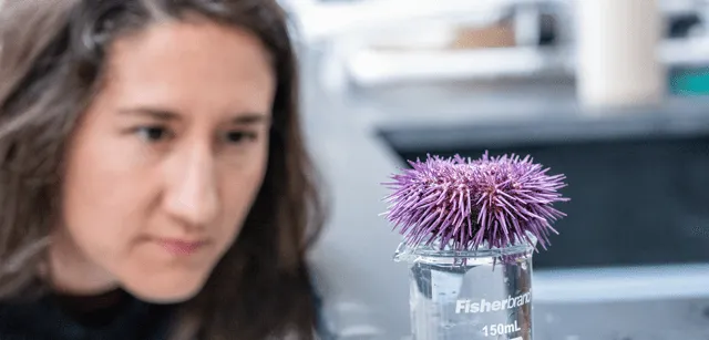 Student looks at a sea urchin