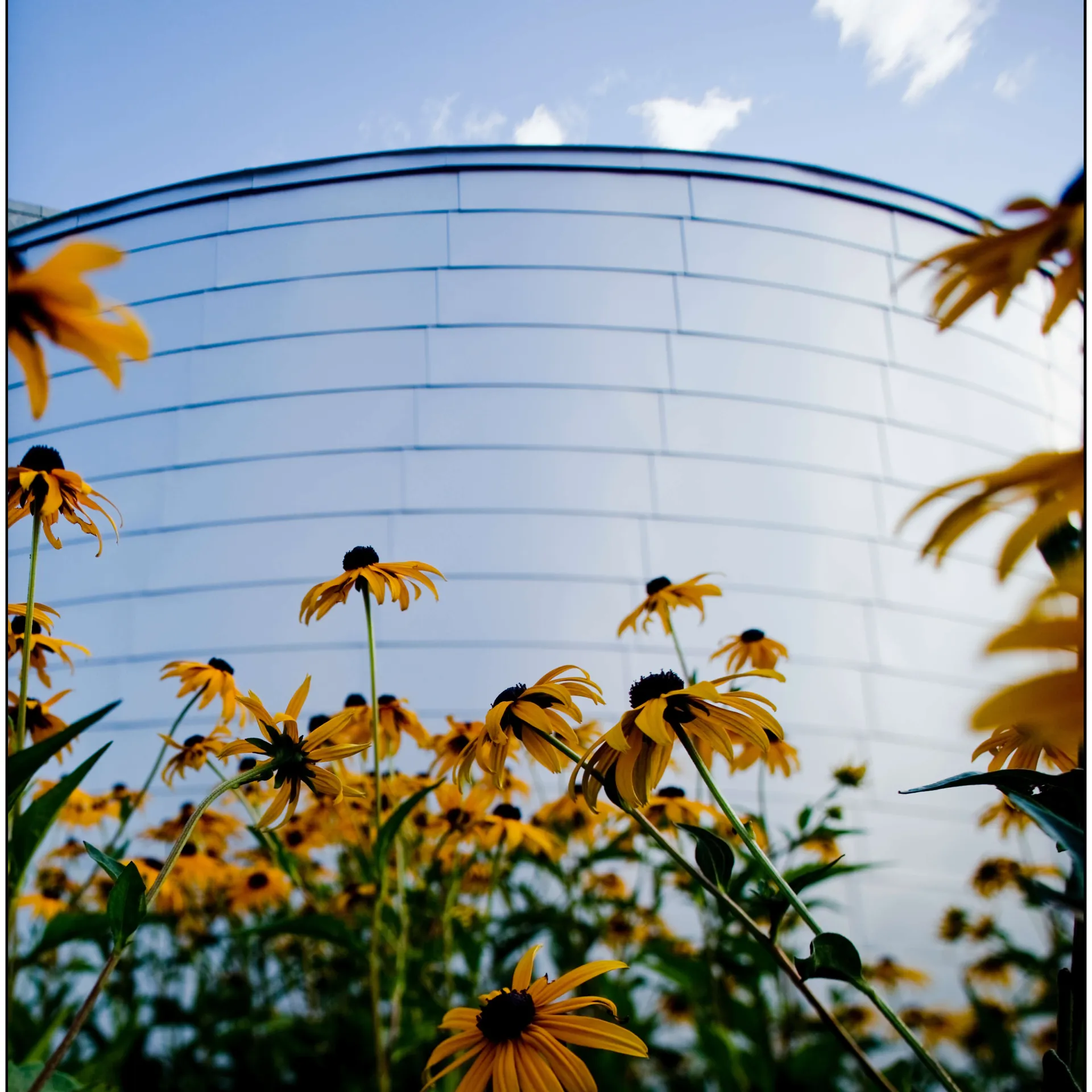 Black eyed Susan's in front of reflective building