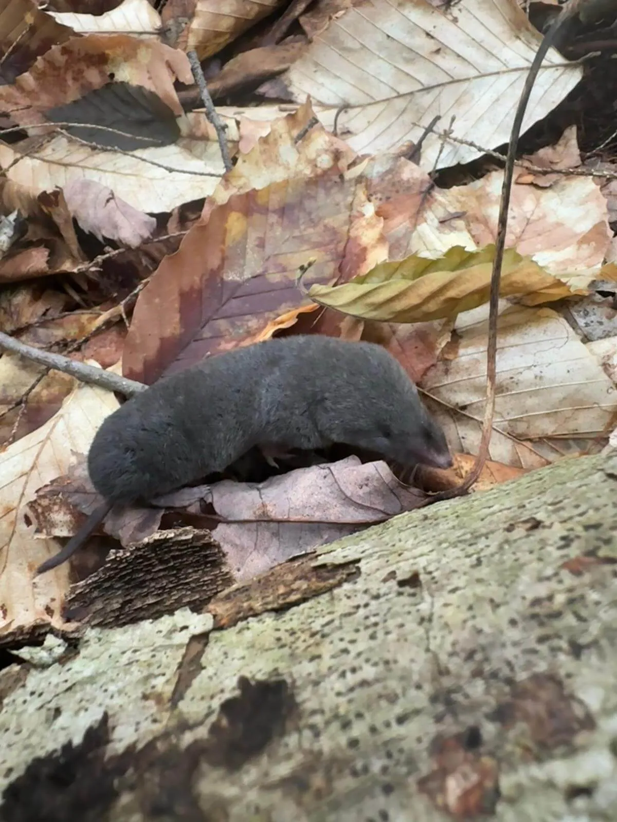 Photo of a shrew at the base of a tree surrounded by fallen leaves