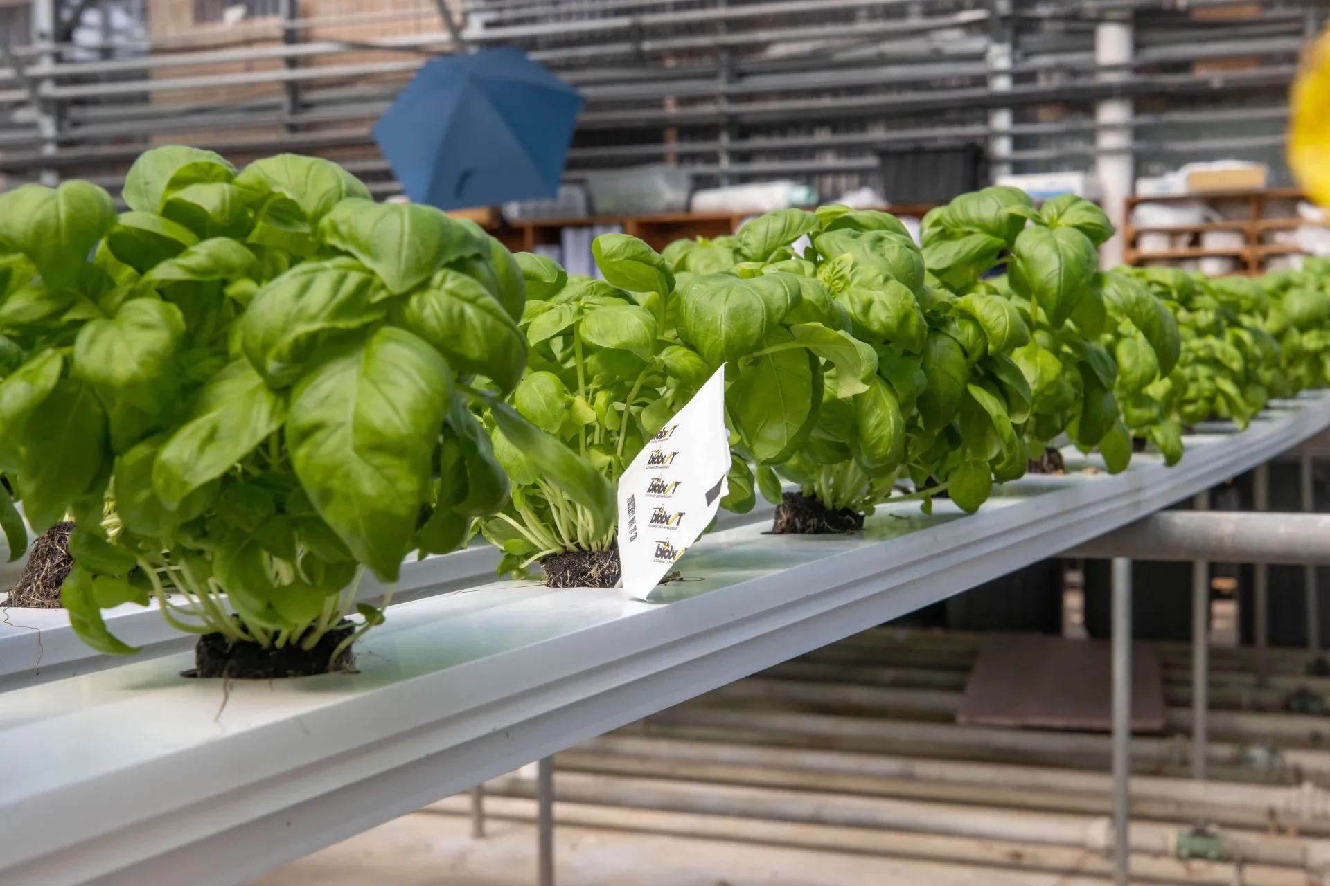 NECAFS NFT basil grow out