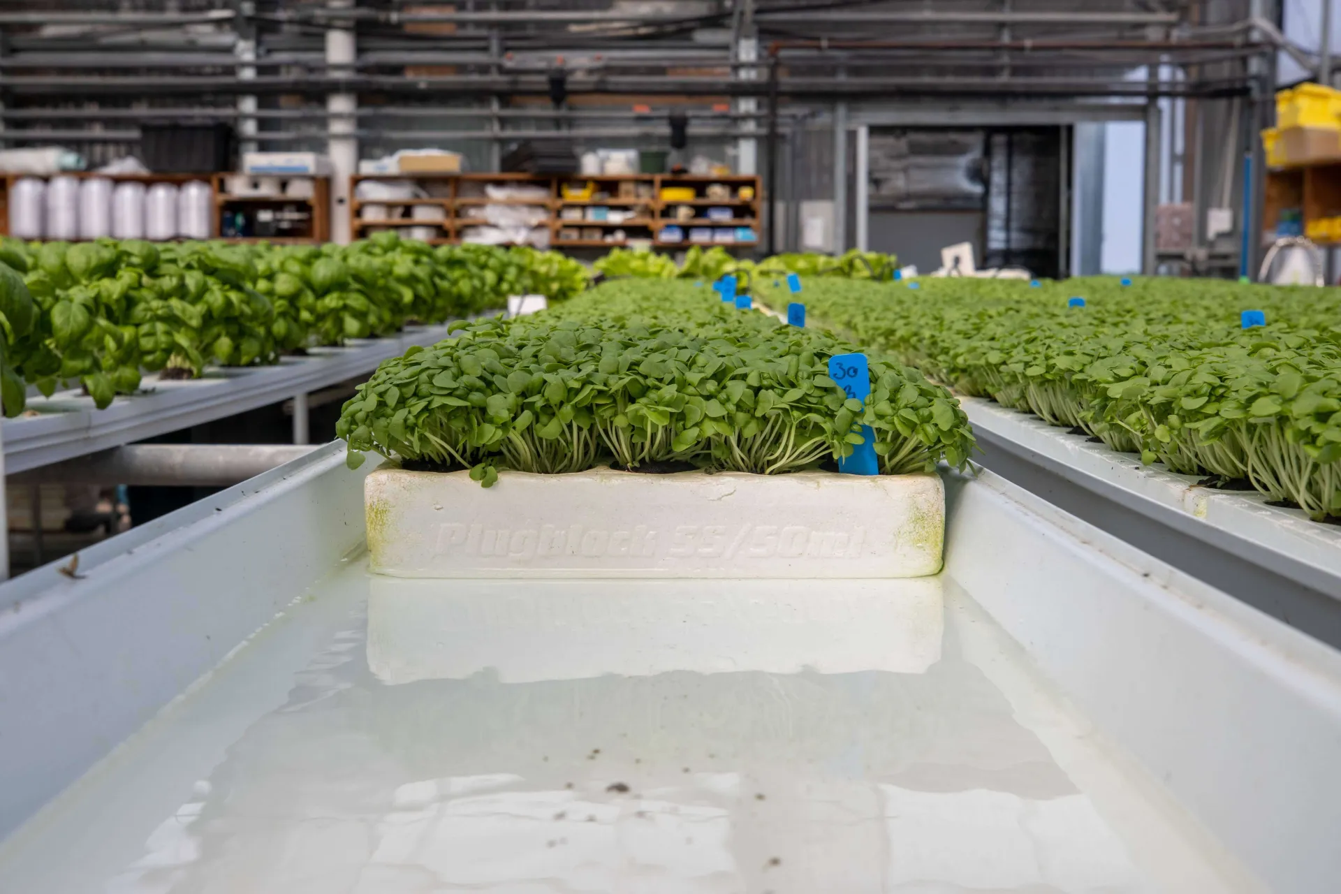 NECAFS NFT floating rafts