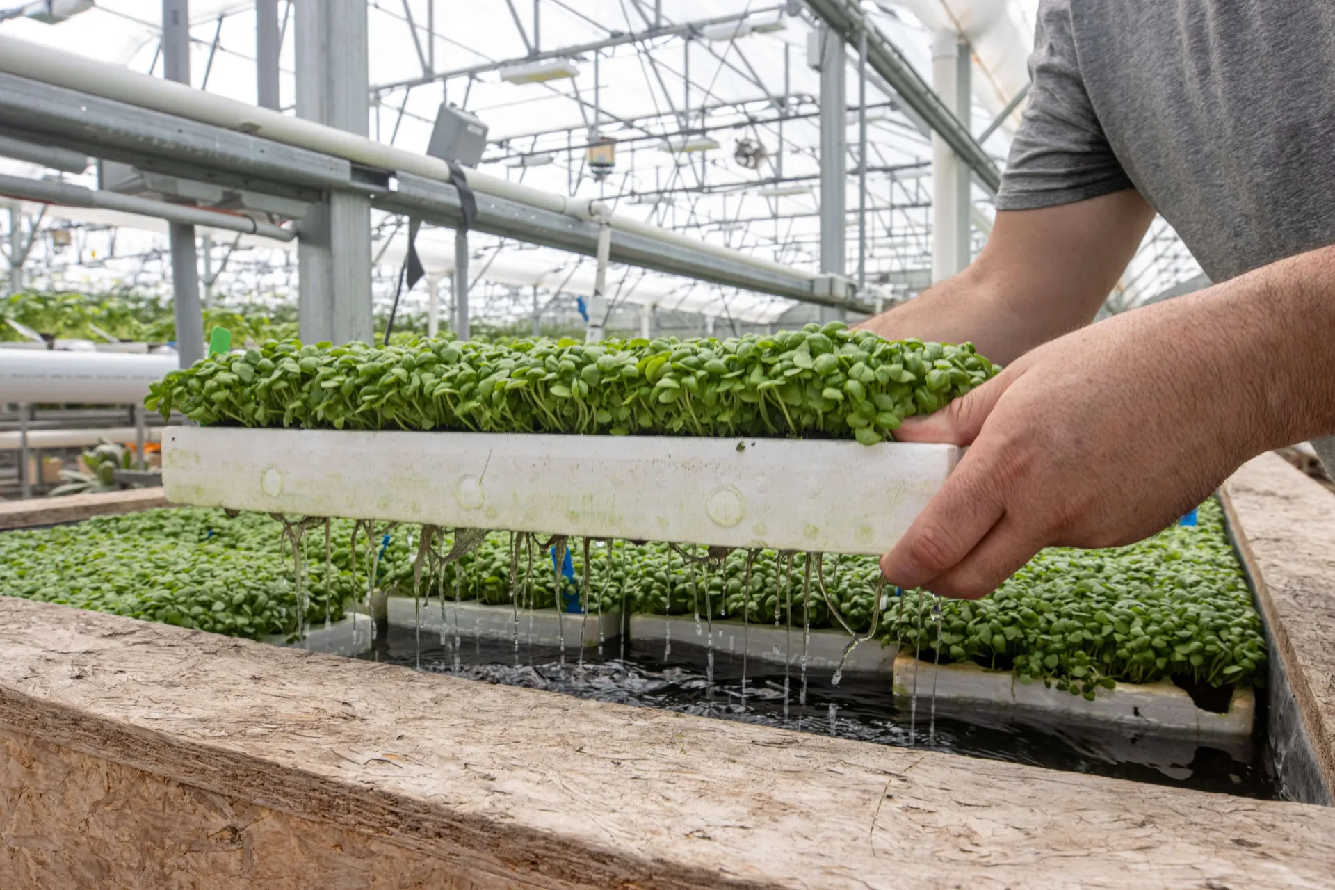 NECAFS peas shoots on rafts
