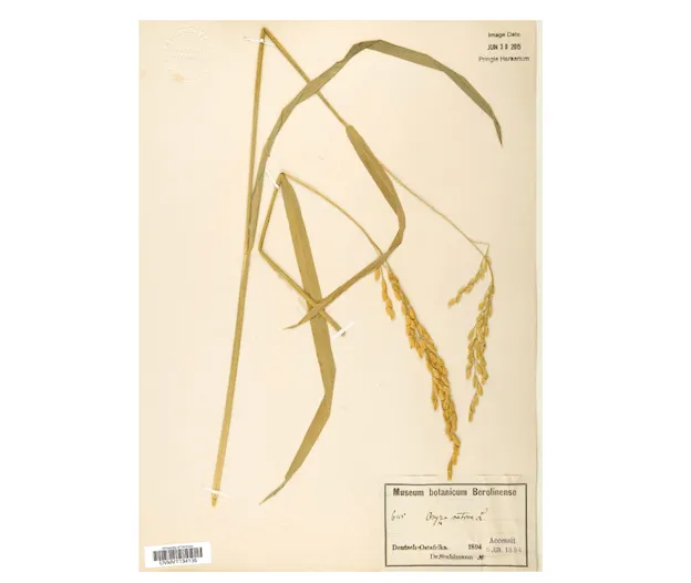Dried edible plant specimen