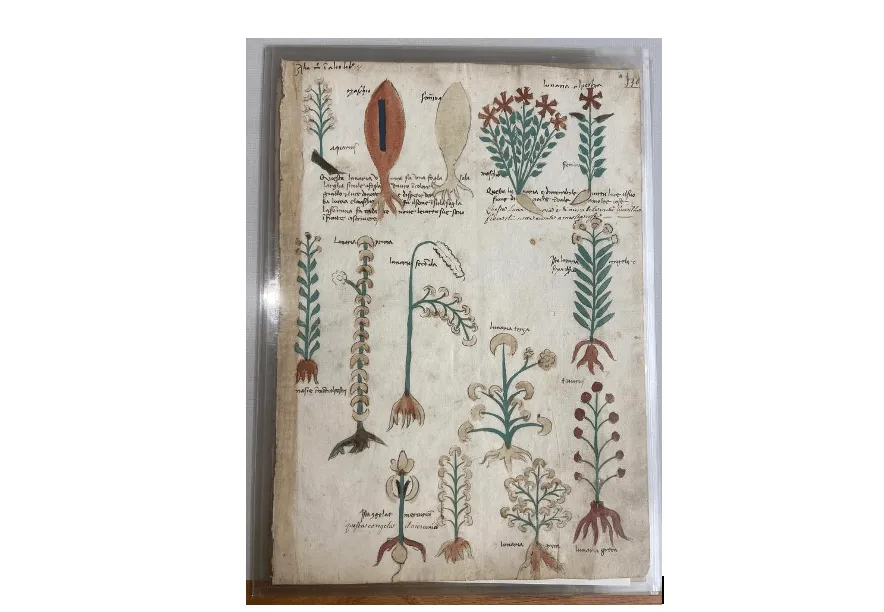 Drawings from Ethnobotany book